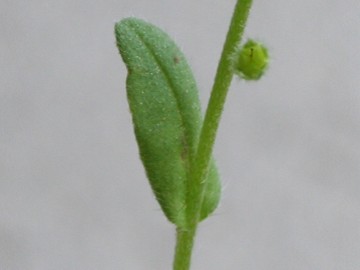 Myosotis cfr. ramosissima